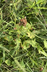 Melochia corchorifolia