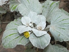 Arctotheca populifolia