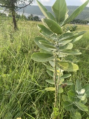Calotropis gigantea