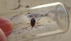 Oligolophinae