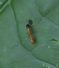 Pseudomyrmex