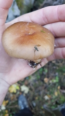 Stropharia