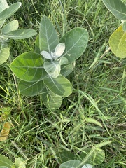 Calotropis