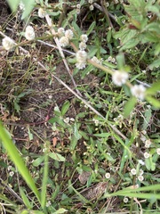 Alternanthera ficoidea