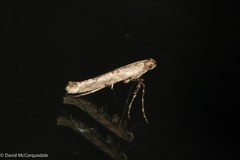 Gracillarioidea