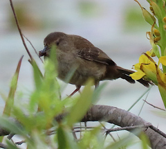 Bradypterus baboecala