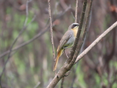 Cossypha caffra caffra