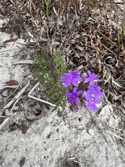 Verbena pulchella