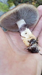Stropharia