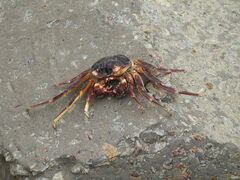 Grapsus