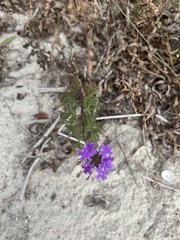 Verbena pulchella