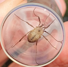 Oligolophinae