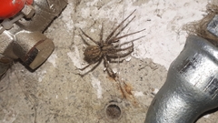 Tegenaria ferruginea