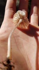 Verrucosporaceae