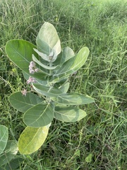 Calotropis gigantea