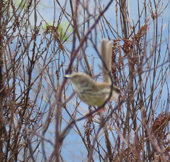 Prinia maculosa maculosa