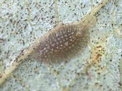 Coccoidea