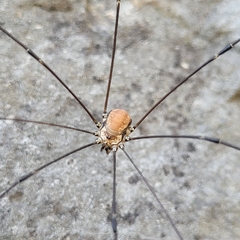 Leiobunum limbatum