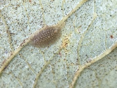 Coccoidea