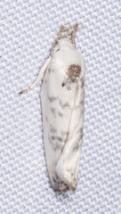Antaeotricha