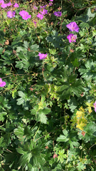 Geranium palustre