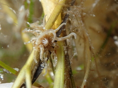 Paranemonia cinerea