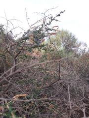 Adenocarpus telonensis