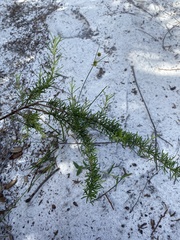 Conradina grandiflora