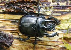 Typhaeus typhoeus