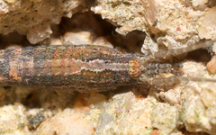 Meinertellidae
