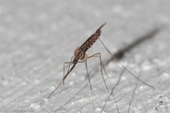 Anopheles punctipennis