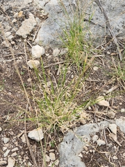 Panicum hallii