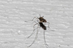 Anopheles punctipennis