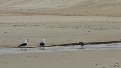 Larus dominicanus vetula