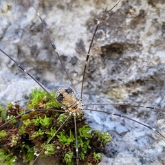 Leiobunum limbatum