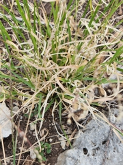 Panicum hallii