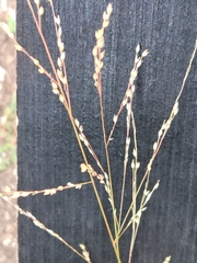 Panicum hallii