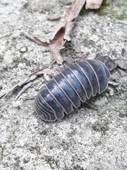 Armadillo officinalis