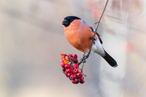 Eurasian Bullfinch (Pyrrhula pyrrhula), photo 10
