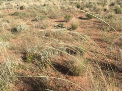 Sporobolus flexuosus