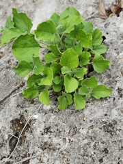 Carlowrightia torreyana