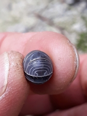 Armadillo officinalis