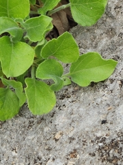 Carlowrightia torreyana