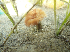 Acromegalomma vesiculosum