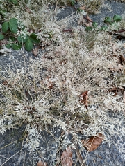 Eragrostis minor