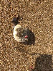 Sphoeroides maculatus