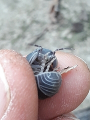 Armadillo officinalis