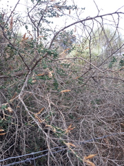 Adenocarpus telonensis