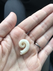 Spirula spirula