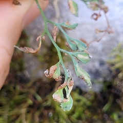 Psychoides verhuella